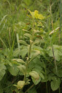 Image of Endophyllum euphorbiae-sylvaticae (DC.) G. Winter 1881