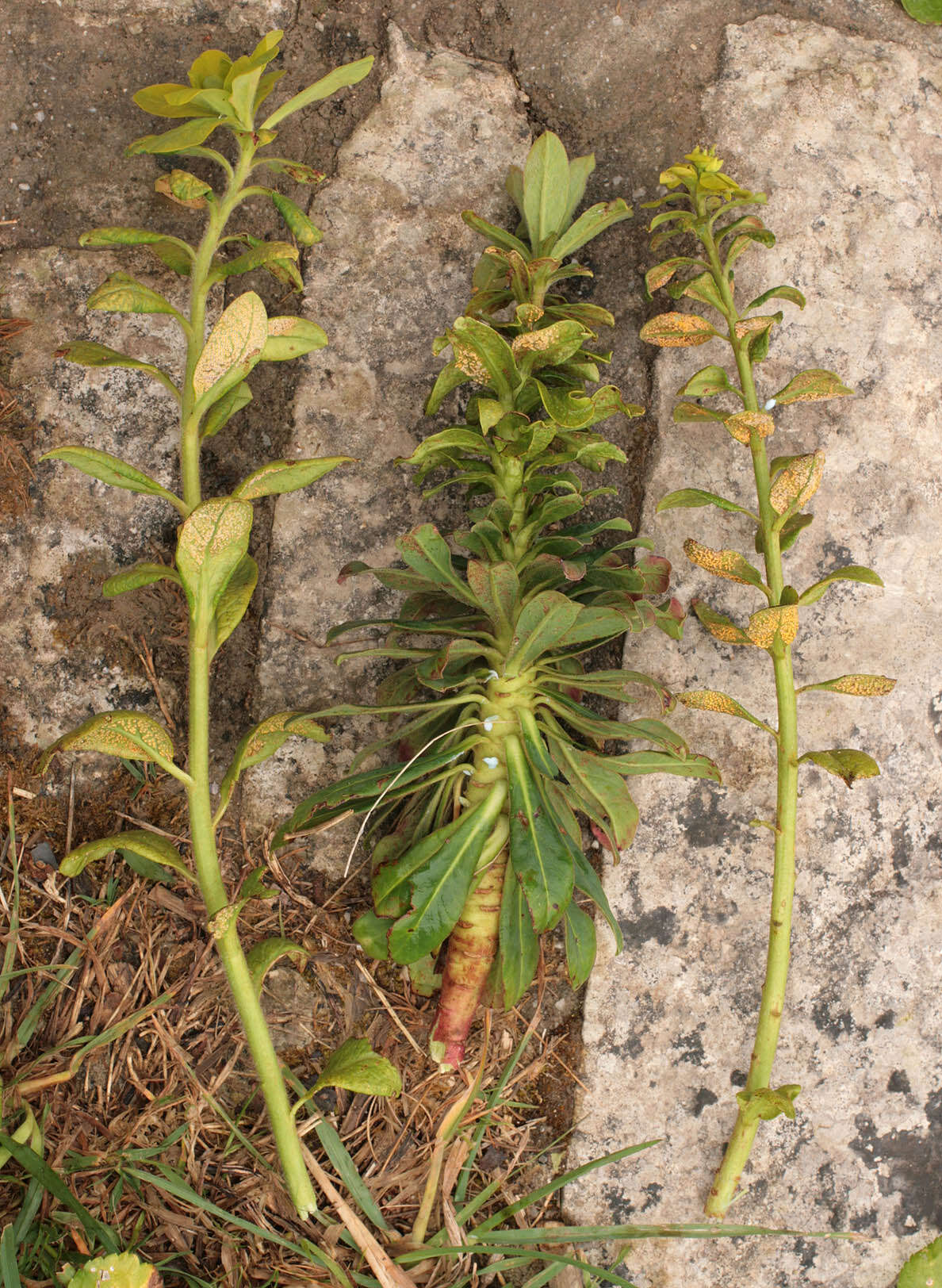 Image of Endophyllum euphorbiae-sylvaticae (DC.) G. Winter 1881