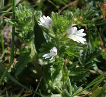 Imagem de Euphrasia officinalis subsp. anglica (Pugsl.) A. J. Silverside