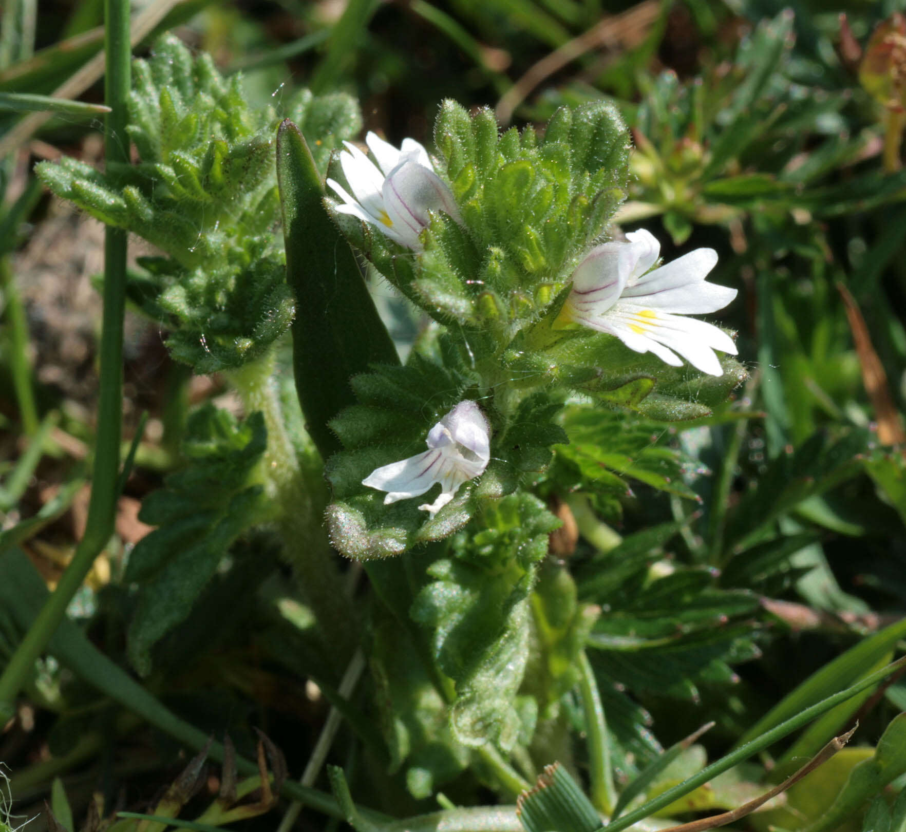 Imagem de Euphrasia officinalis subsp. anglica (Pugsl.) A. J. Silverside