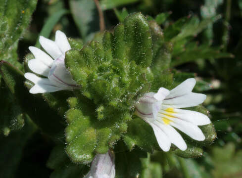 Image of Euphrasia officinalis subsp. anglica (Pugsl.) A. J. Silverside