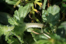 Imagem de Euphrasia officinalis subsp. anglica (Pugsl.) A. J. Silverside