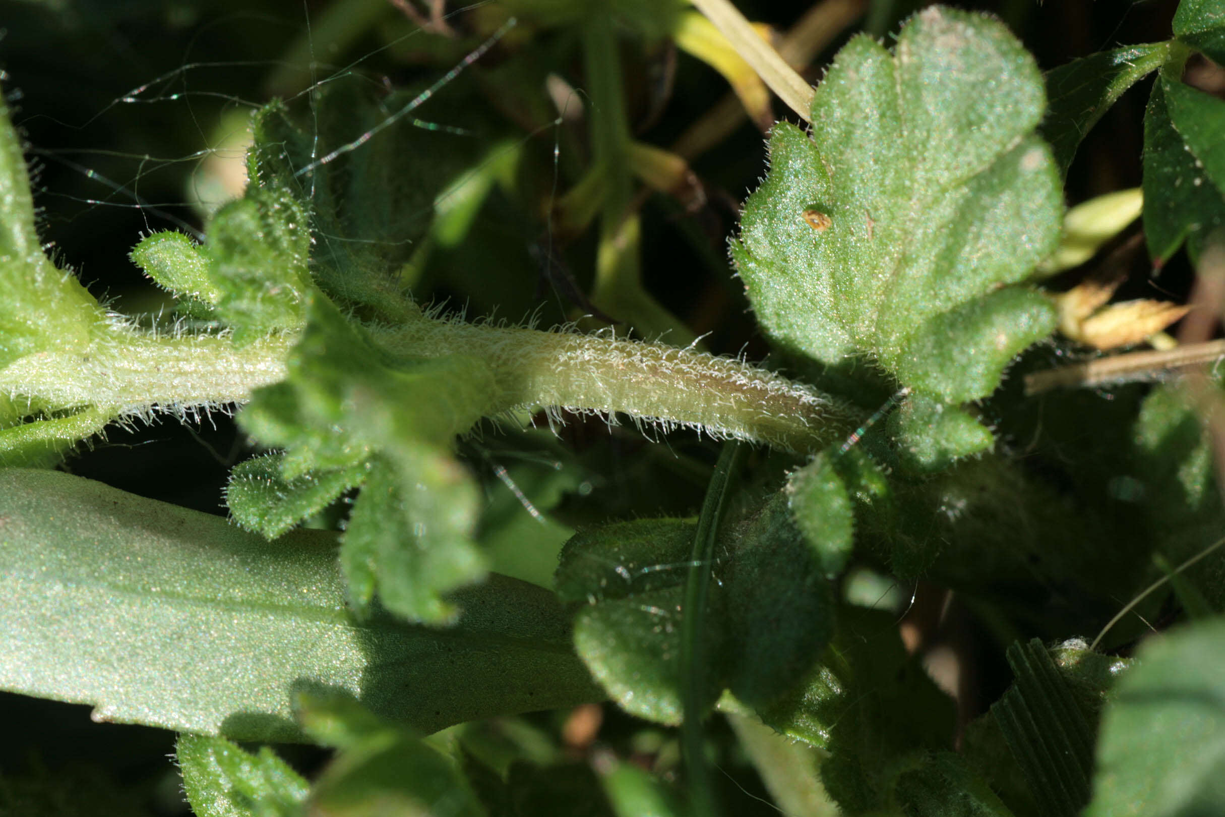 Imagem de Euphrasia officinalis subsp. anglica (Pugsl.) A. J. Silverside