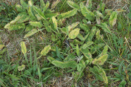 Image of Puccinia betonicae (Alb. & Schwein.) DC. 1815