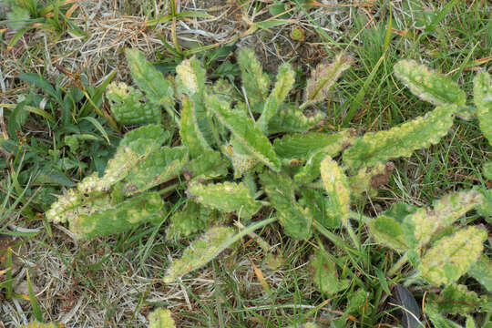 Image of Puccinia betonicae (Alb. & Schwein.) DC. 1815