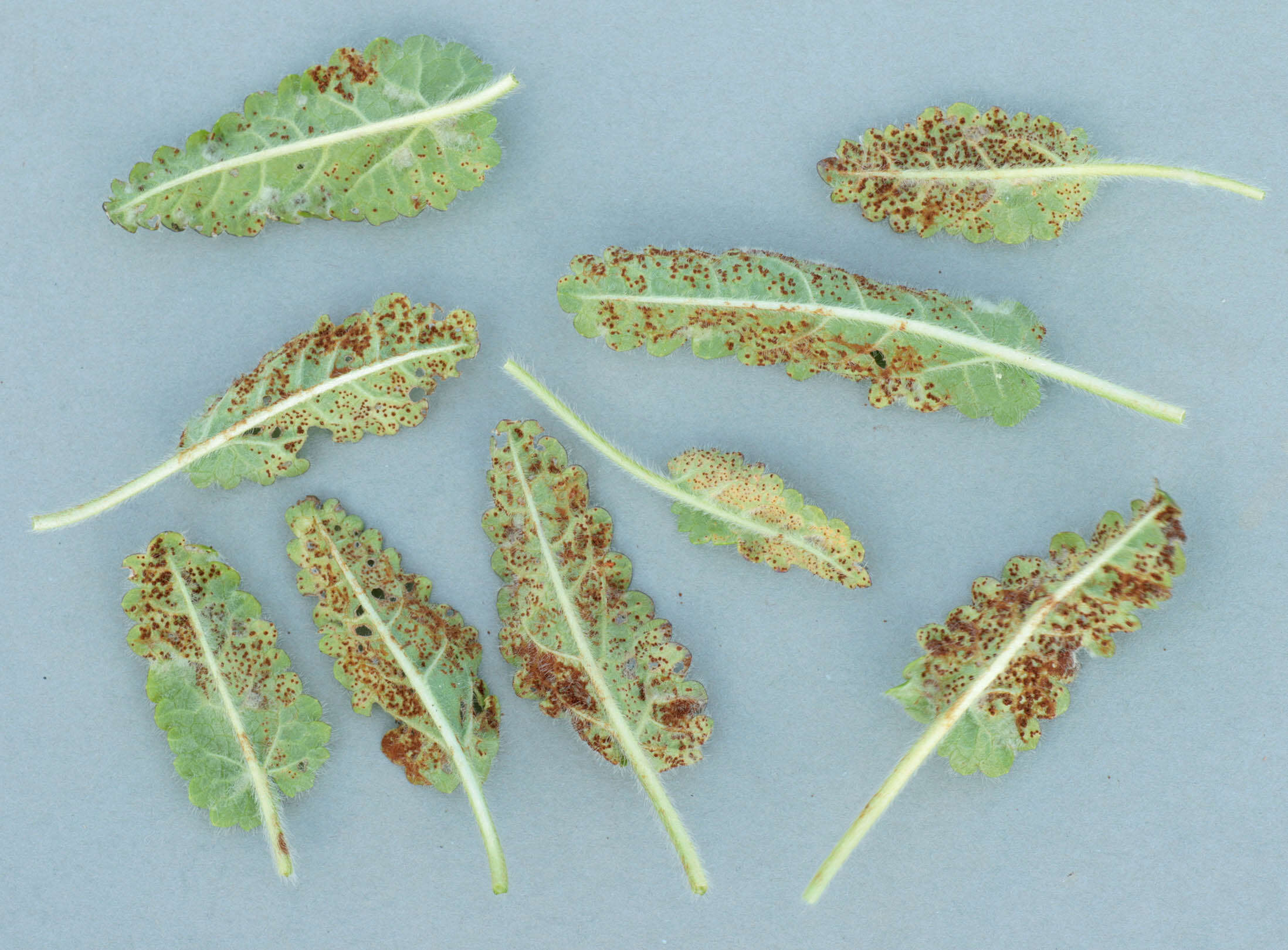 Imagem de Puccinia betonicae (Alb. & Schwein.) DC. 1815