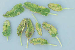 Imagem de Puccinia betonicae (Alb. & Schwein.) DC. 1815