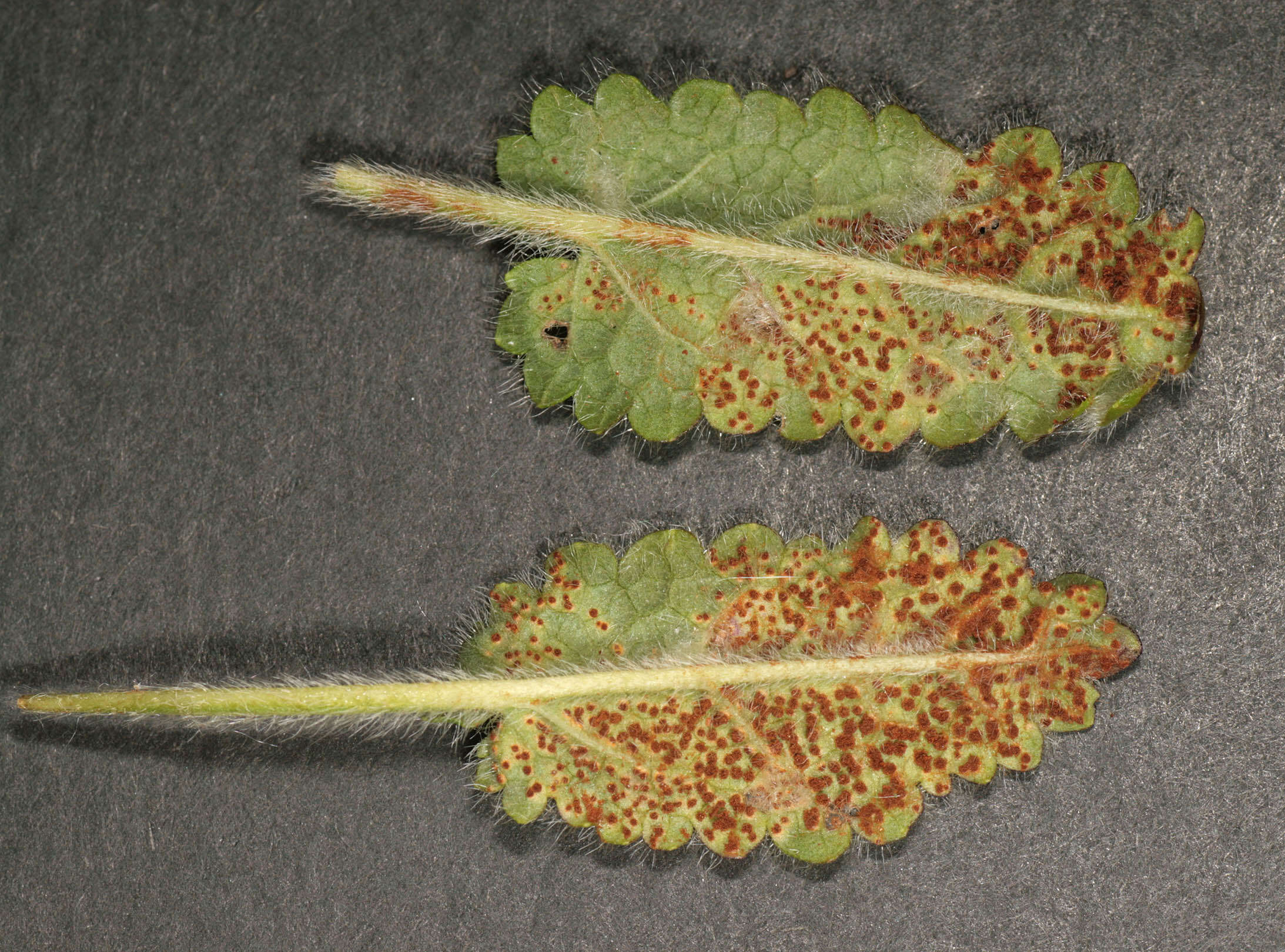 Imagem de Puccinia betonicae (Alb. & Schwein.) DC. 1815