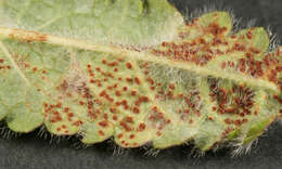 Imagem de Puccinia betonicae (Alb. & Schwein.) DC. 1815