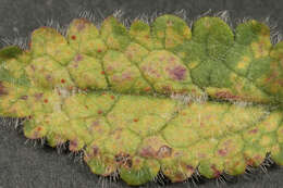 Imagem de Puccinia betonicae (Alb. & Schwein.) DC. 1815