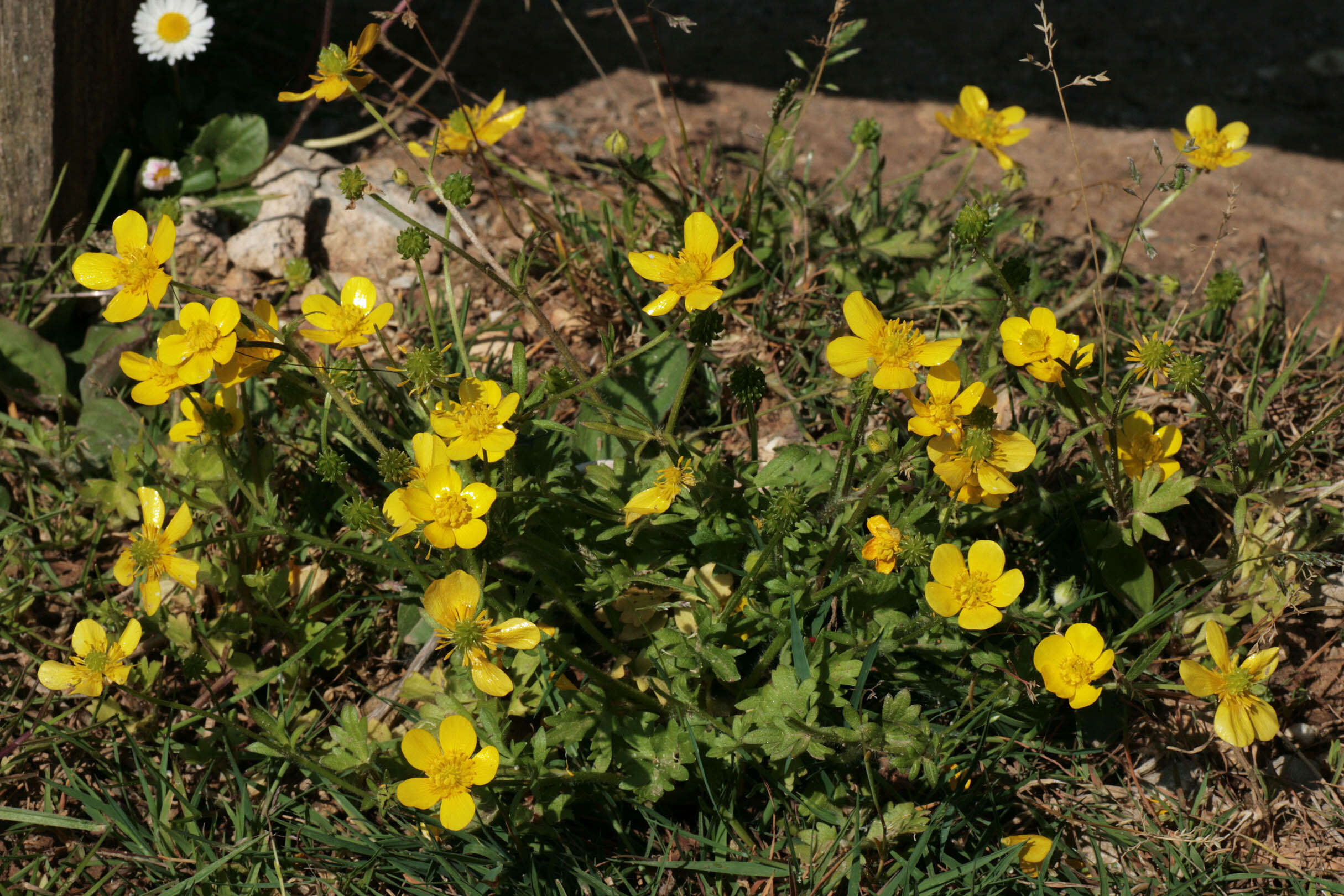 Image of hairy buttercup