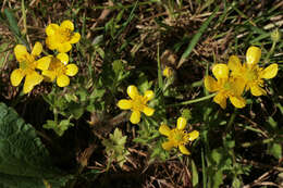 Image of hairy buttercup