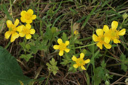 Image of hairy buttercup