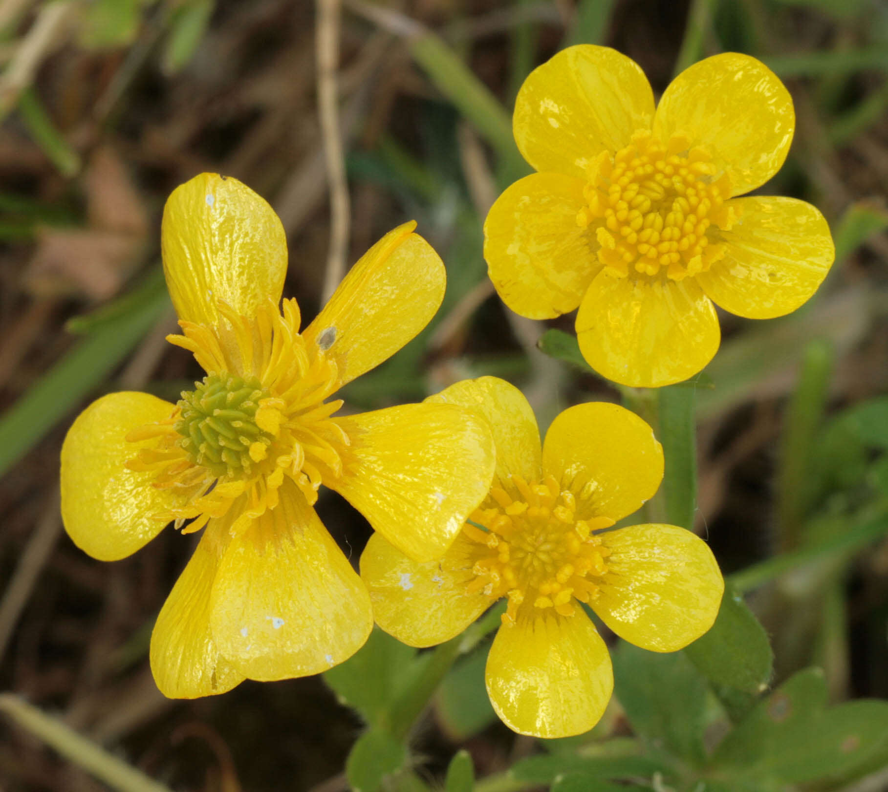 Image of hairy buttercup