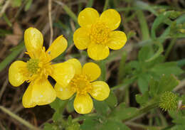 Image of hairy buttercup