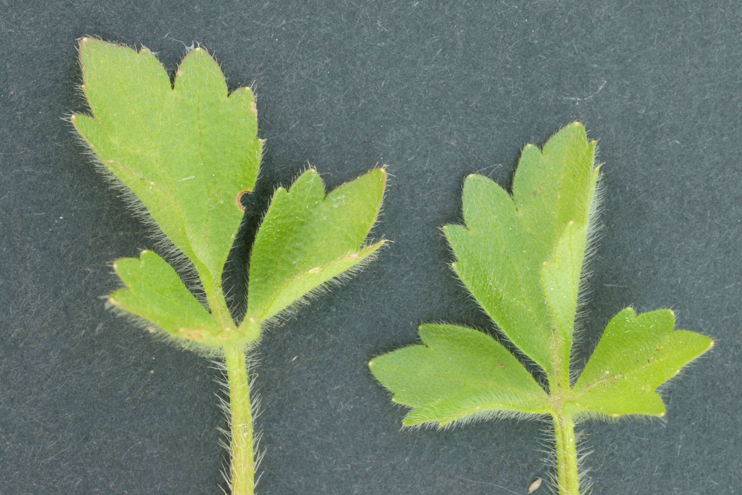 Image of hairy buttercup