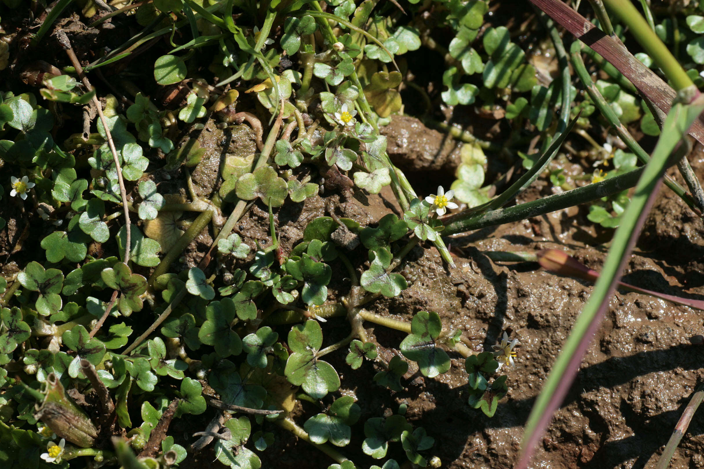 Image of Ivy Water-Crowfoot