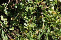 Image de Ranunculus hederaceus L.