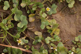 Image de Ranunculus hederaceus L.