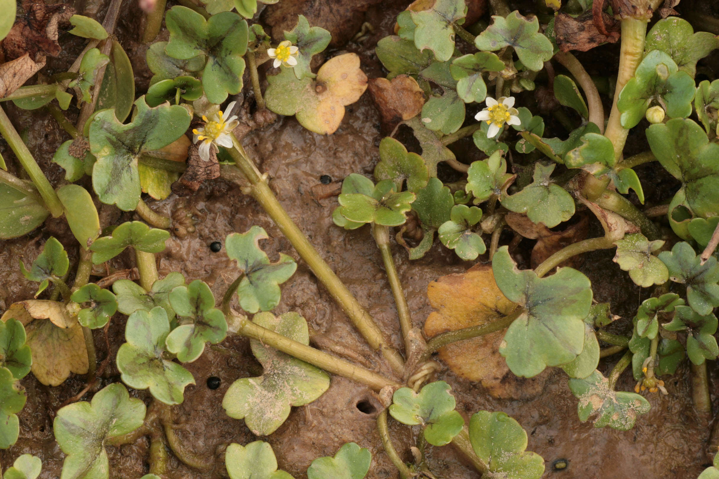 Image of Ivy Water-Crowfoot