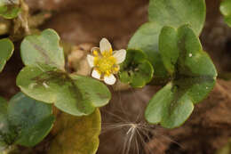 Image de Ranunculus hederaceus L.