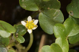 Image of Ivy Water-Crowfoot