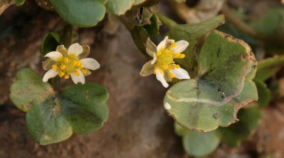 Image de Ranunculus hederaceus L.