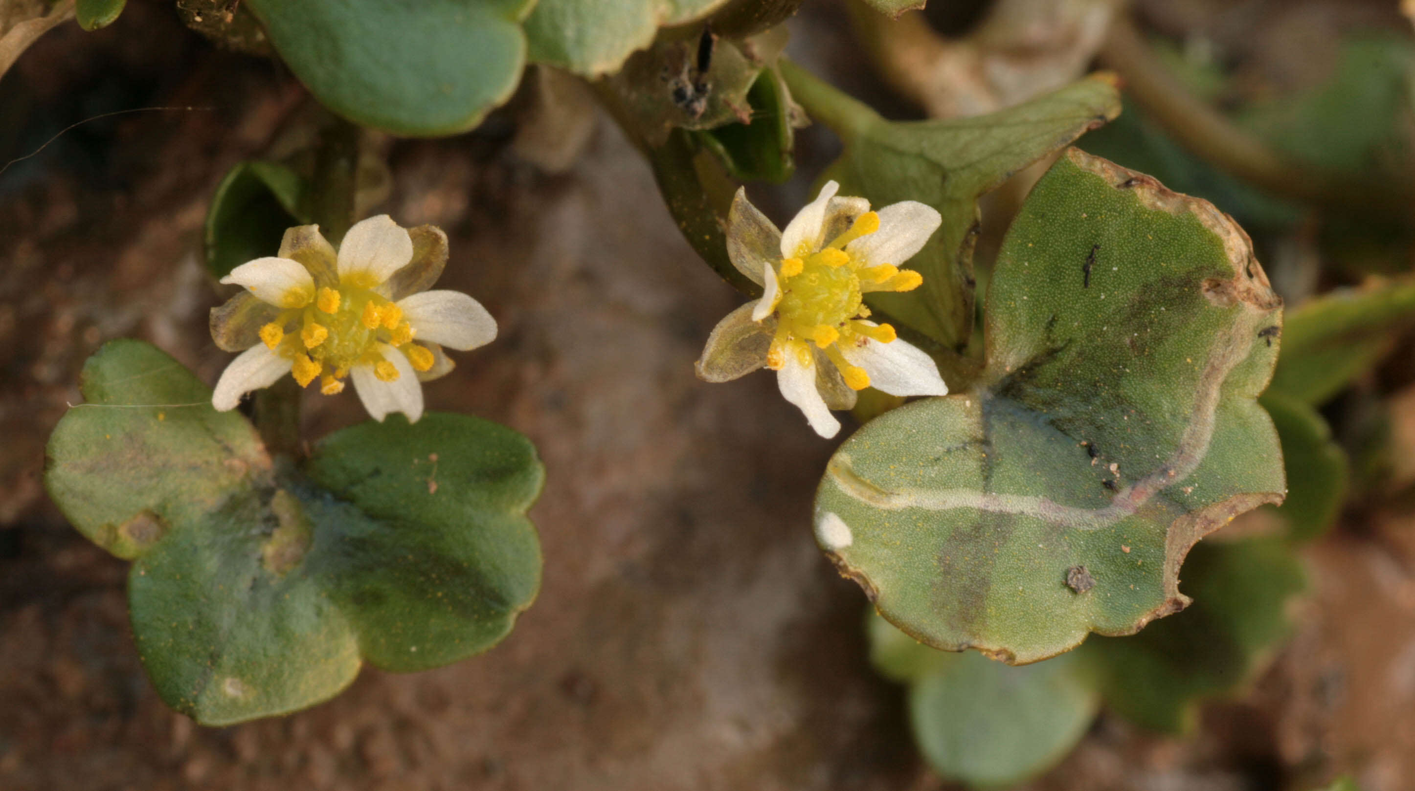 Image de Ranunculus hederaceus L.