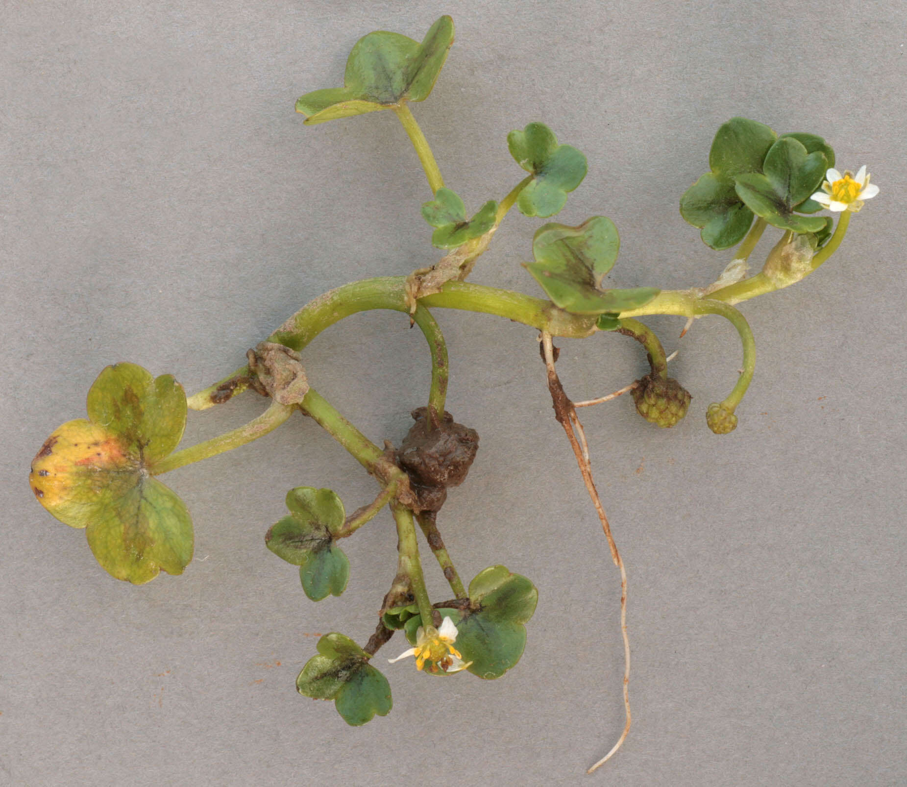 Image of Ivy Water-Crowfoot