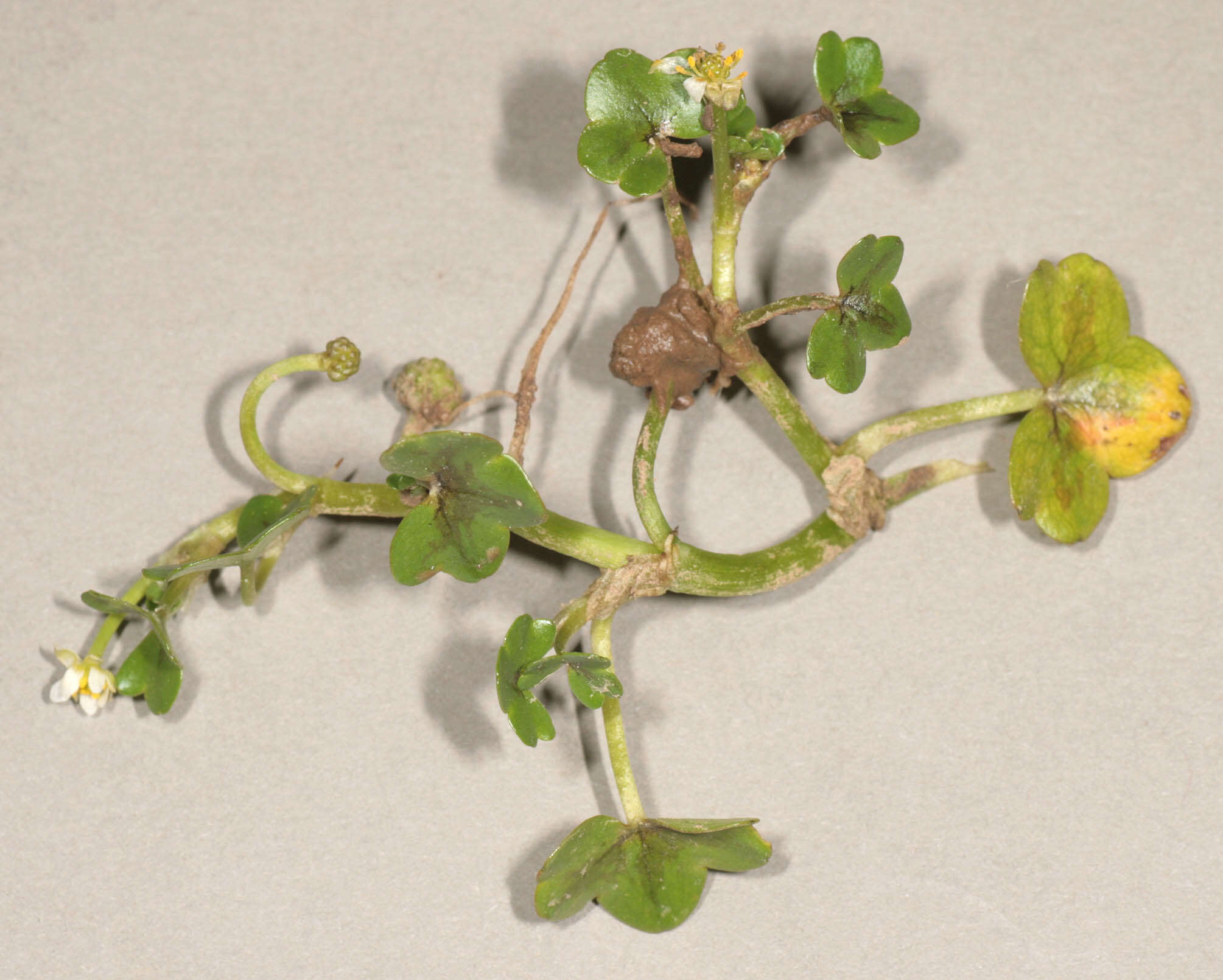 Image of Ivy Water-Crowfoot