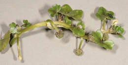 Image of Ivy Water-Crowfoot