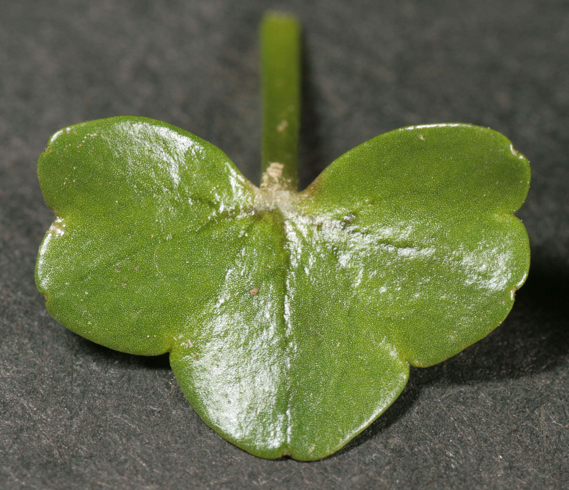 Image de Ranunculus hederaceus L.