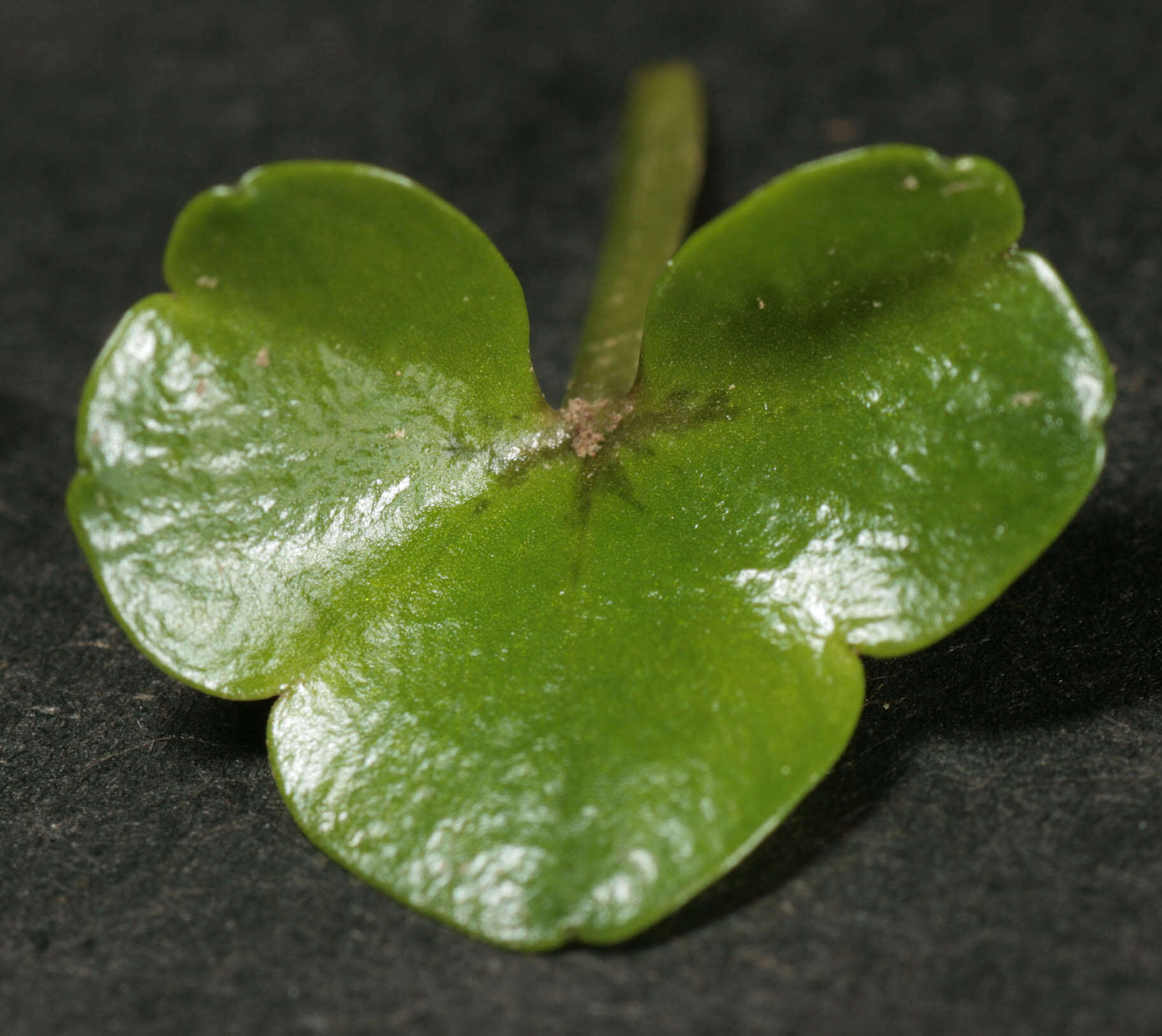 Image of Ivy Water-Crowfoot