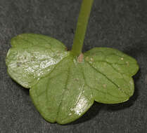 Image de Ranunculus hederaceus L.