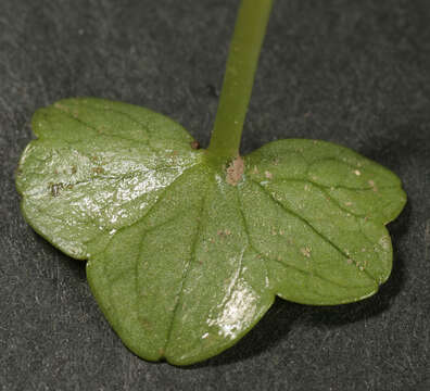 Image of Ivy Water-Crowfoot