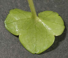 Image de Ranunculus hederaceus L.