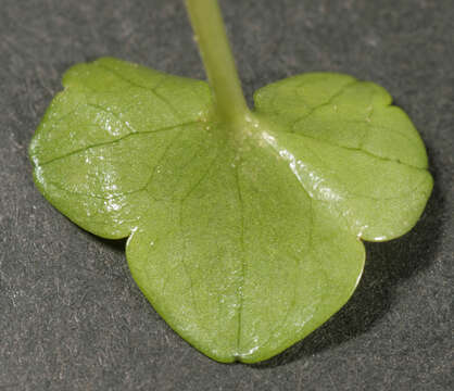 Image of Ivy Water-Crowfoot