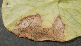 Image of Septoria ficariae Desm. 1841
