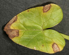 Image of Septoria ficariae Desm. 1841