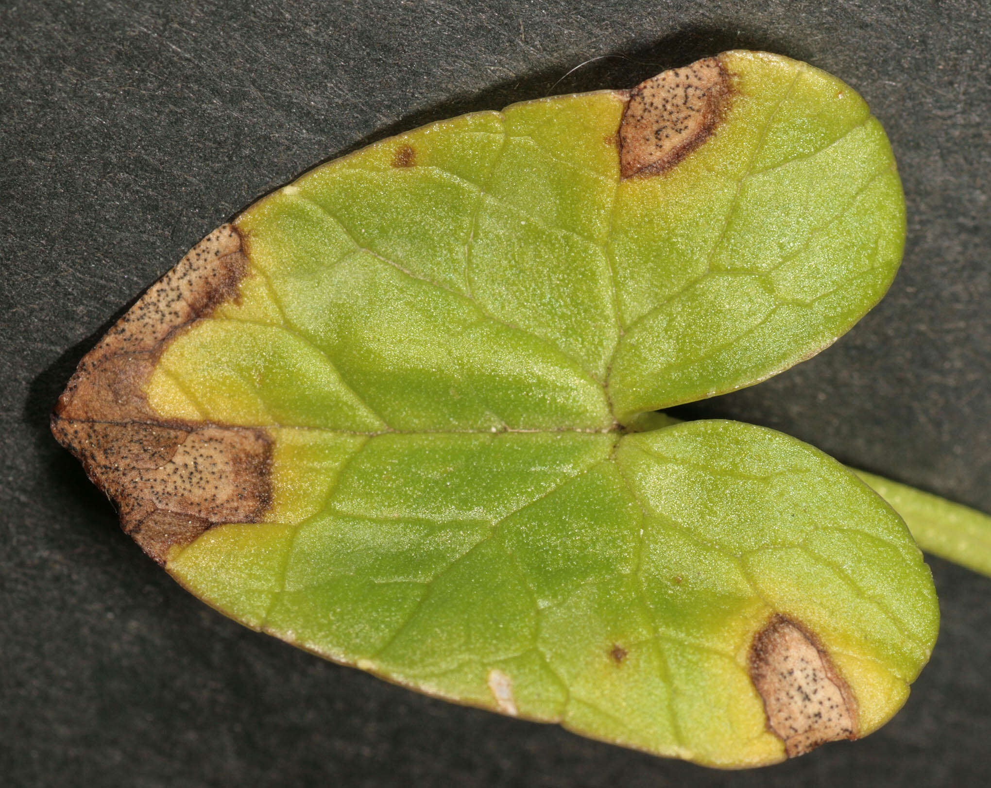 Image of Septoria ficariae Desm. 1841