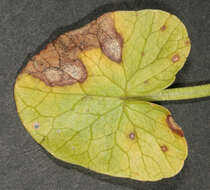 Image of Septoria ficariae Desm. 1841
