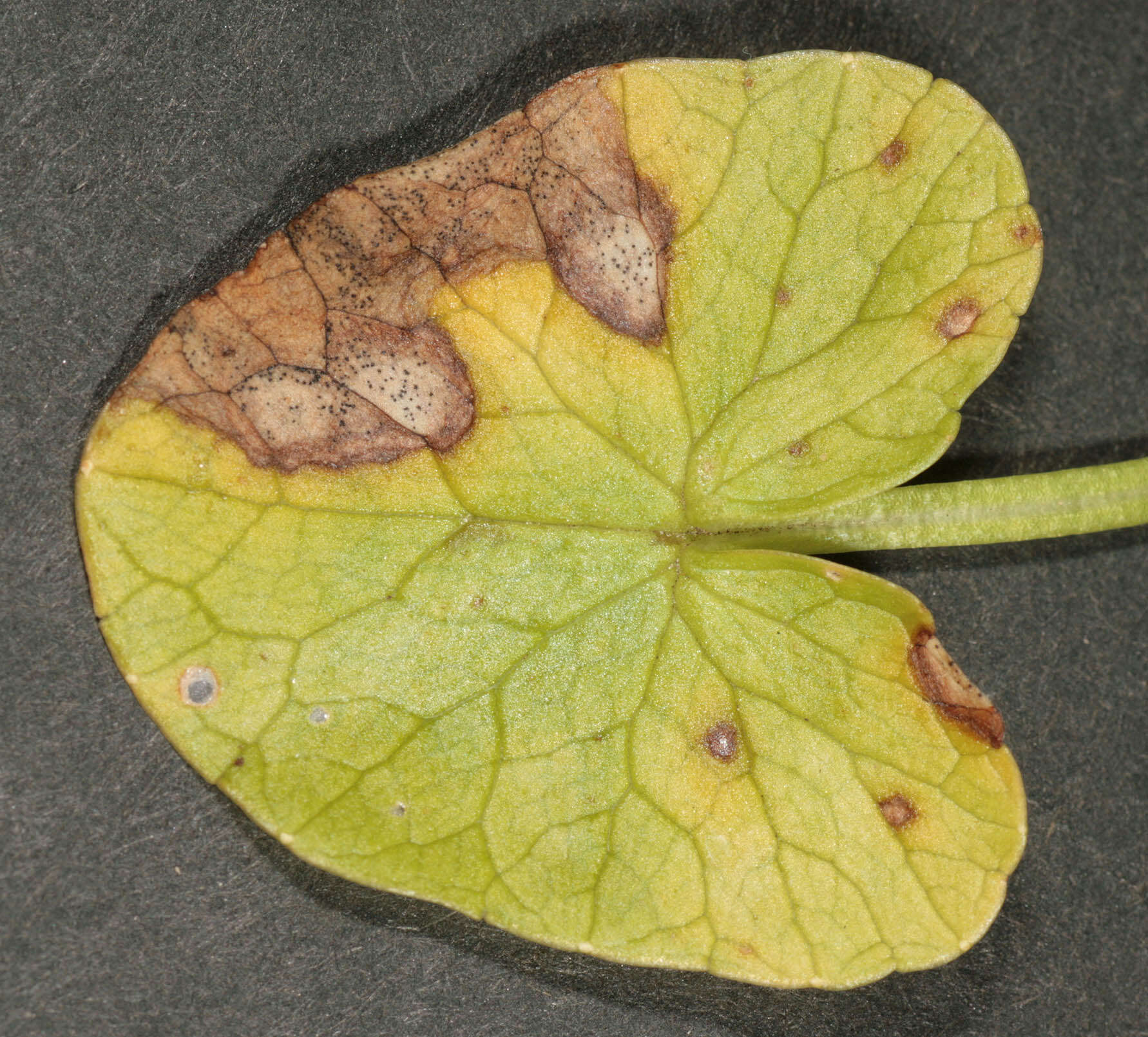 Image of Septoria ficariae Desm. 1841