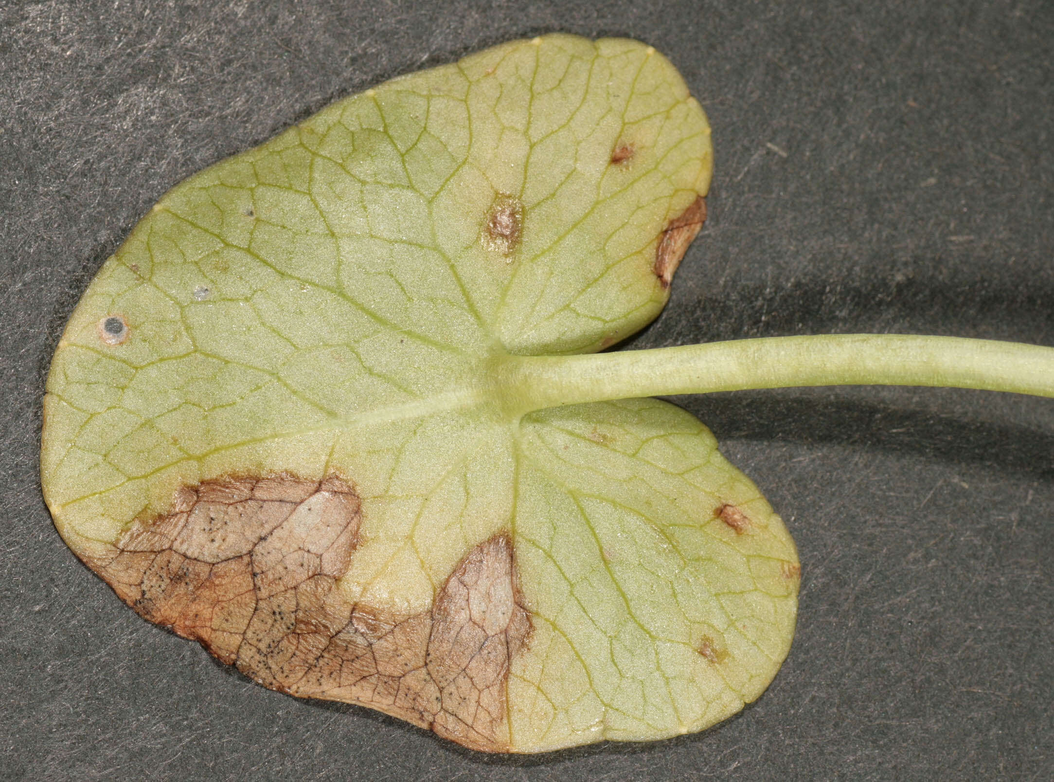 Image of Septoria ficariae Desm. 1841
