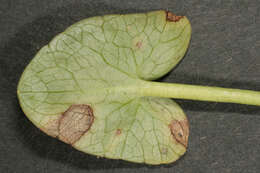 Image of Septoria ficariae Desm. 1841