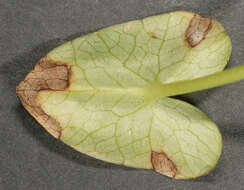 Image of Septoria ficariae Desm. 1841