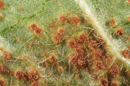 Imagem de Puccinia betonicae (Alb. & Schwein.) DC. 1815