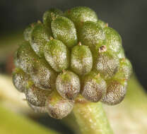 Image of Ivy Water-Crowfoot