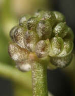 Image de Ranunculus hederaceus L.