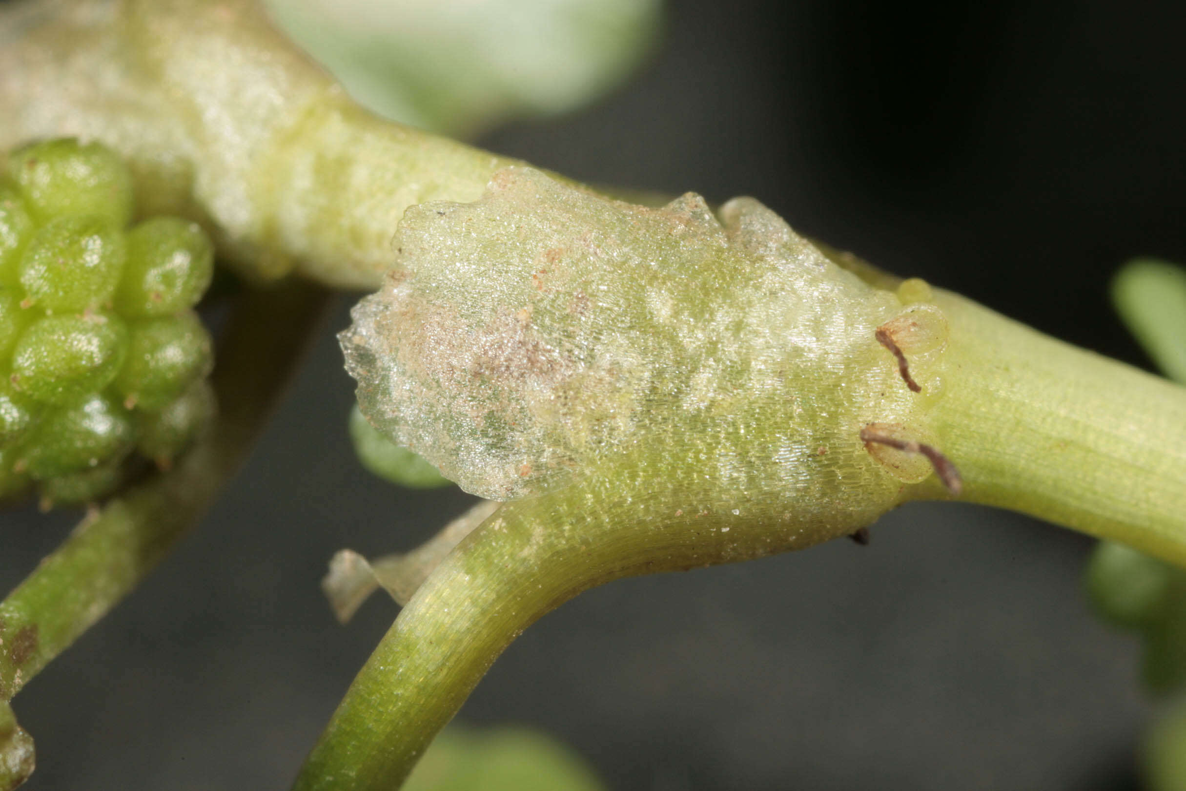 Image de Ranunculus hederaceus L.