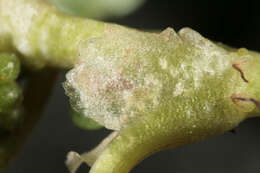 Image of Ivy Water-Crowfoot